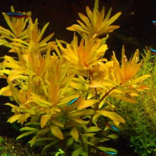 NESAEA PENDICELLATA GOLDEN