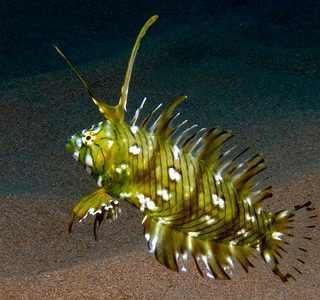 NOVACULICHTHYS TAENIORUS