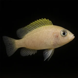 Neolamprologus  Caudopunctatus