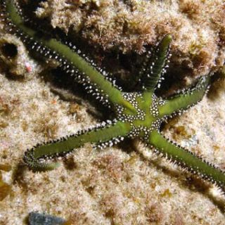 OPHIARACHNA INCRASSATA