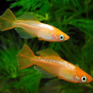 ORZIAS LATIPES ORANGE YOUKIHI
