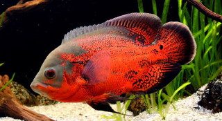 ASTRONOTUS OCELLATUS RED ORANGE