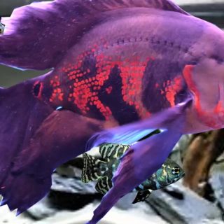 ASTRONOTUS OCELLATUS TIGRE VELO