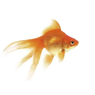 Oranda Fantail Rojo | Carassius auratus