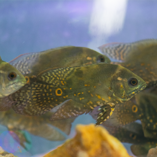 Oscar tigre cola de velo