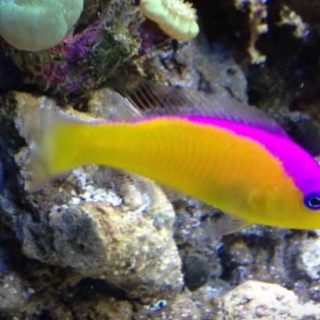 PICTICHROMIS DIADEMA