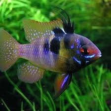 PAPILOCHROMIS RAMIREZI  NEGRO