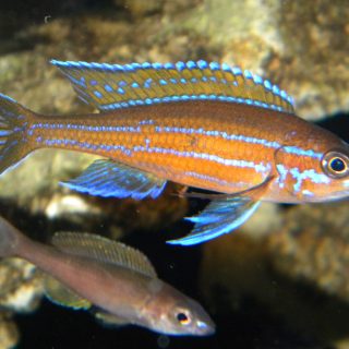 PARACYPRICHROMIS NIGRIPINNIS BLUE NEON