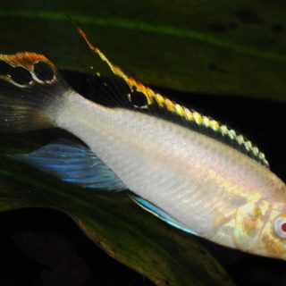 PELVICACHROMIS PULCHER ALBINO