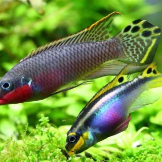 PELVICACHROMIS TAENIATUS NIGERIA RED   PAREJAS