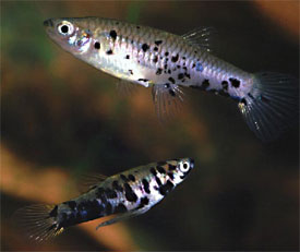 PHALLOCEROS CAUDOMACULATUS