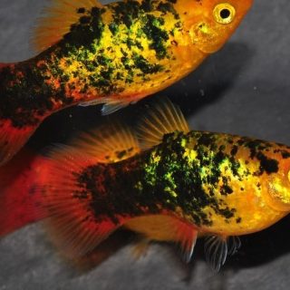 PLATY CALICO AMANECER METALICO