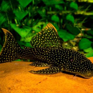 PSEUDANCISTRUS ASURINI L067