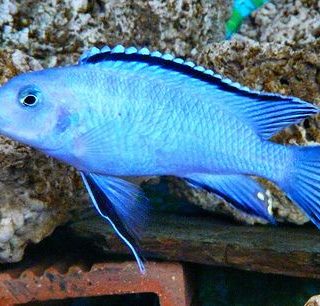 PSEUDOTROPHEUS SCOLOFI