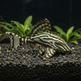 Panaque Nigrolineatus Salvaje L191