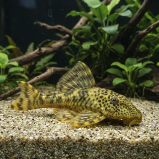 Peckoltia Brevis LDA 078