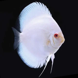 Pez Disco Albino Fire Eyes Premium