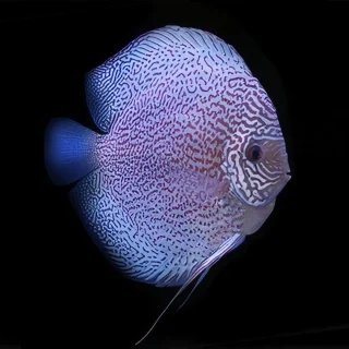 Pez Disco Leopard Blue Premium