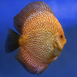 Pez Disco Pigeon Snake Skin Premium