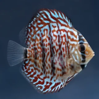 Pez Disco Vietnam Turquoise Premium