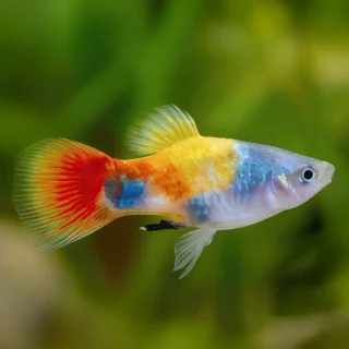 Platy Tricolor Mariposa | Xiphophorus maculatus