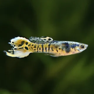 Poecilia Endleri El Tigre | wingei