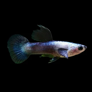 Poecilia Endleri Panda | wingei