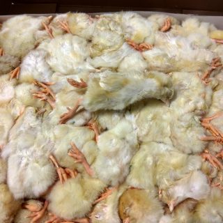 Pollitos de un día 1 kg