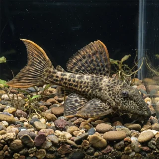 Pseudacanthicus Cactus Escarlata L025 | Pirara