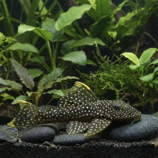 Pseudancistrus Asurini Salvaje L067