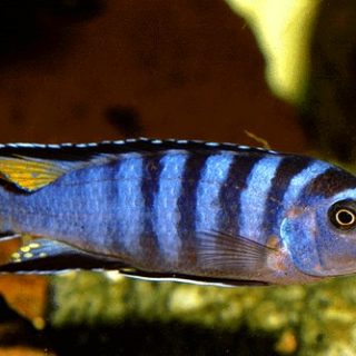 PSEUDOTROPHEUS ELONGATUS MPANGA