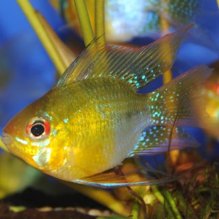 PAPILOCHROMIS RAMIREZI BALON DORADO