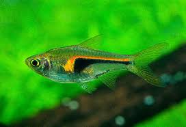 RASBORA HENGELI