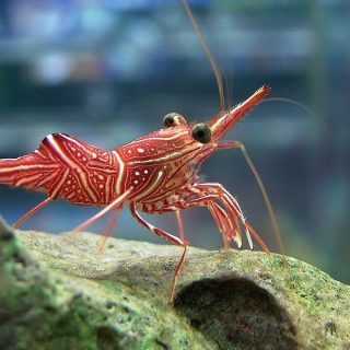 RHYNCHOCINETES DURBANENSIS