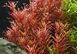 ROTALA X,RA CUP