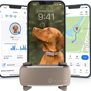 Rastreador GPS para Perros en Chile: Localización en Vivo y Monitoreo de Salud