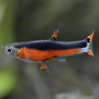 GUPPY ENDLER SANTA MARIA