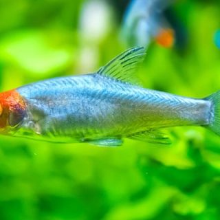 SAWBWA RESPLENDENS  MACHOS