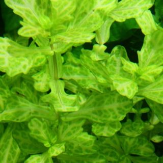 SHINNERSIA RIBULARIS  POT