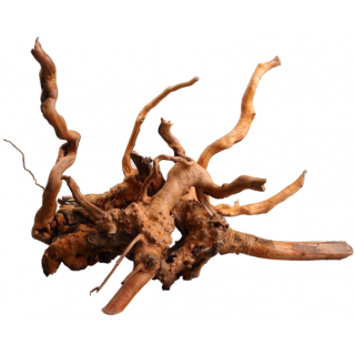 RAMAS SPIDER BICOLOR