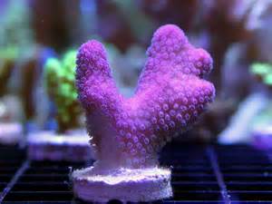 MONTPORA ROJA ESQUEJE