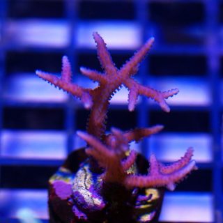 STYLOPHORA ROJA ESQUEJE