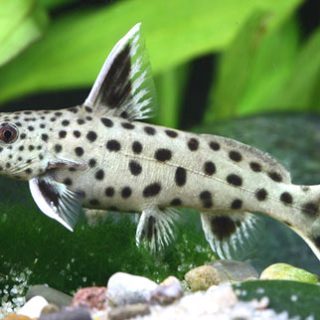 SYNODONTYS PETRICOLA