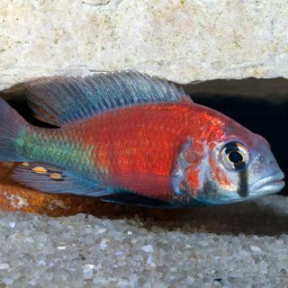 PTYOCHROMIS SALMON