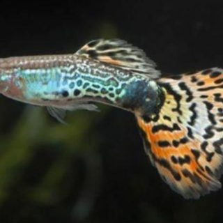 GUPPY  COBRA TIGRE