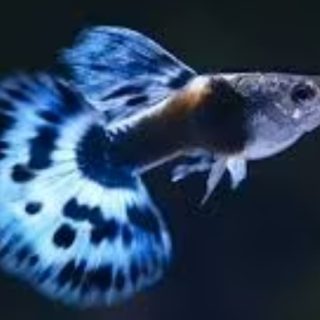 GUPPY DUMBO AZUL