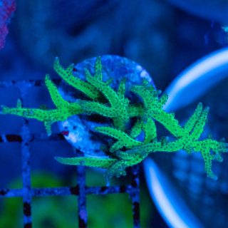 STYLOPHORA VERDE ESQUEJE