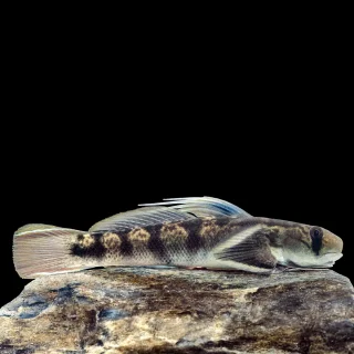 Gobio Funky | Sicyopterus longifilis ~