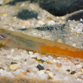 SICYOPUS EXALLISQUAMULUS