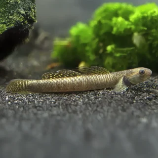 Gobio Arcoiris | Stiphodon ornatus ~